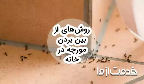 12 روش موثر برای از بین بردن مورچه در خانه (خیلی ریز، بالدار و ...)